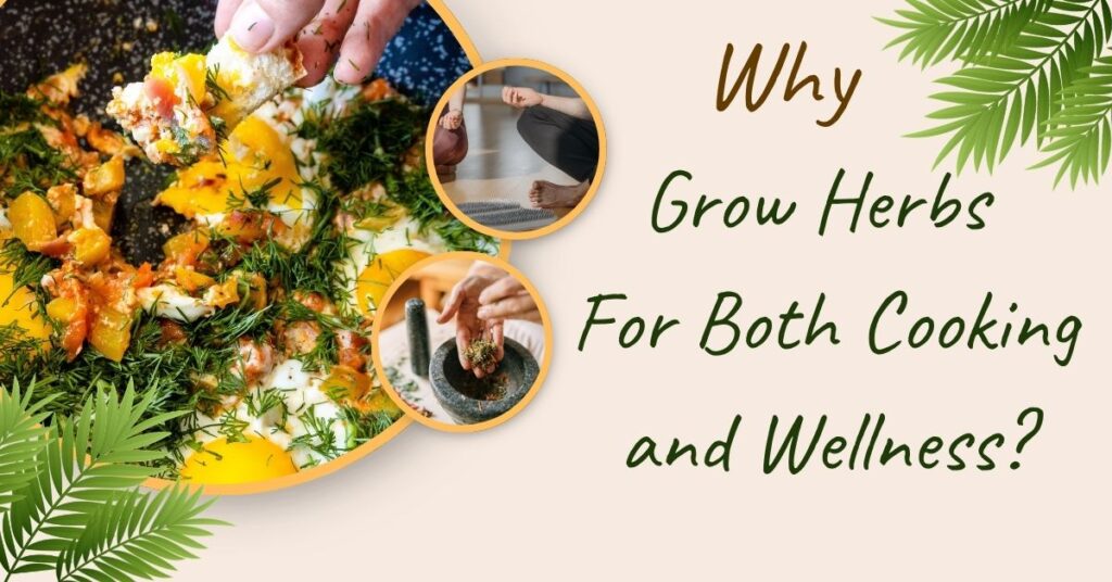 Why Grow Herbs for Both Cooking and Wellness?