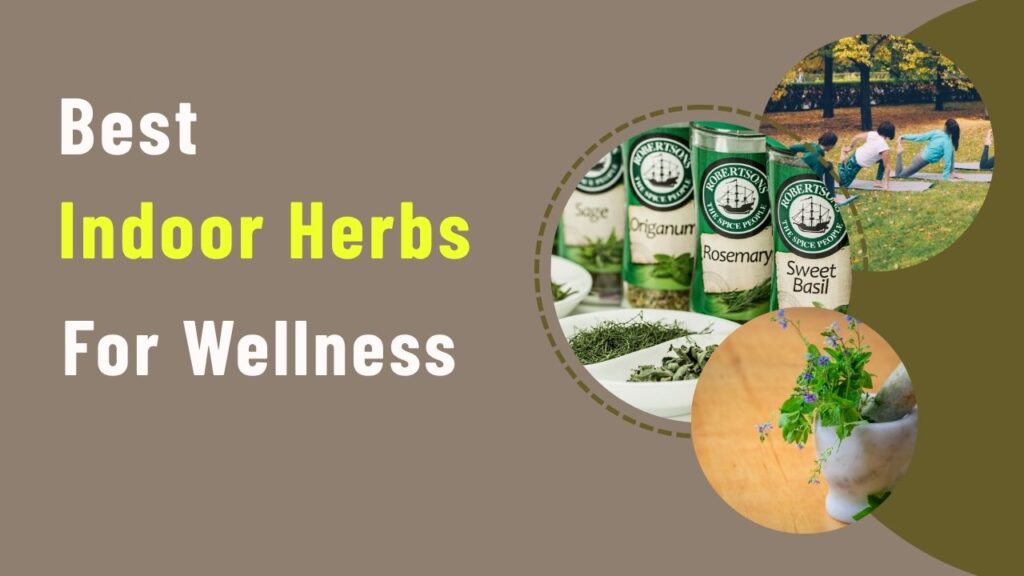 Best Indoor Herbs for Wellness