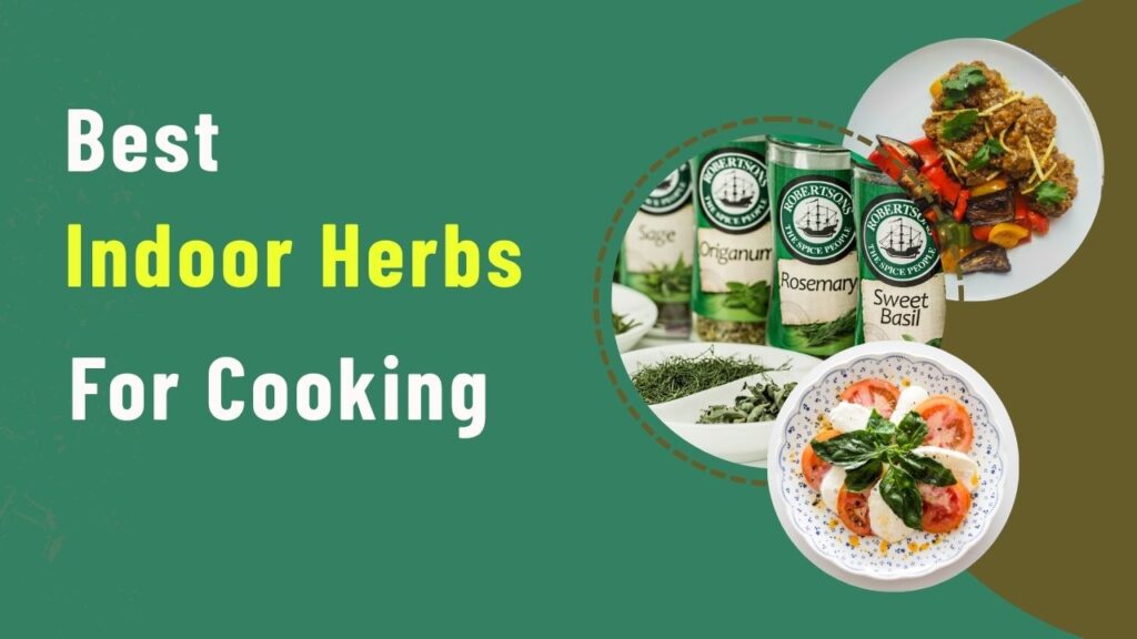 Best Indoor Herbs for Cooking