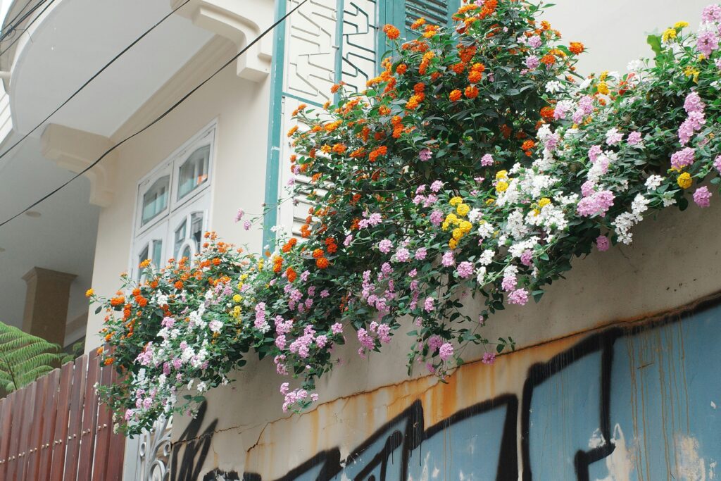 Vertical and Trailing Choices in sunny balcony