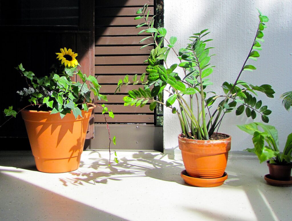 Sunny Balcony