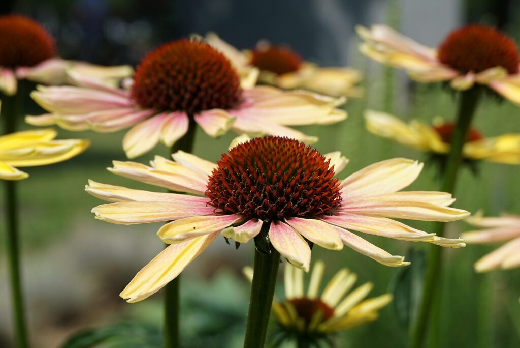 Echinacea