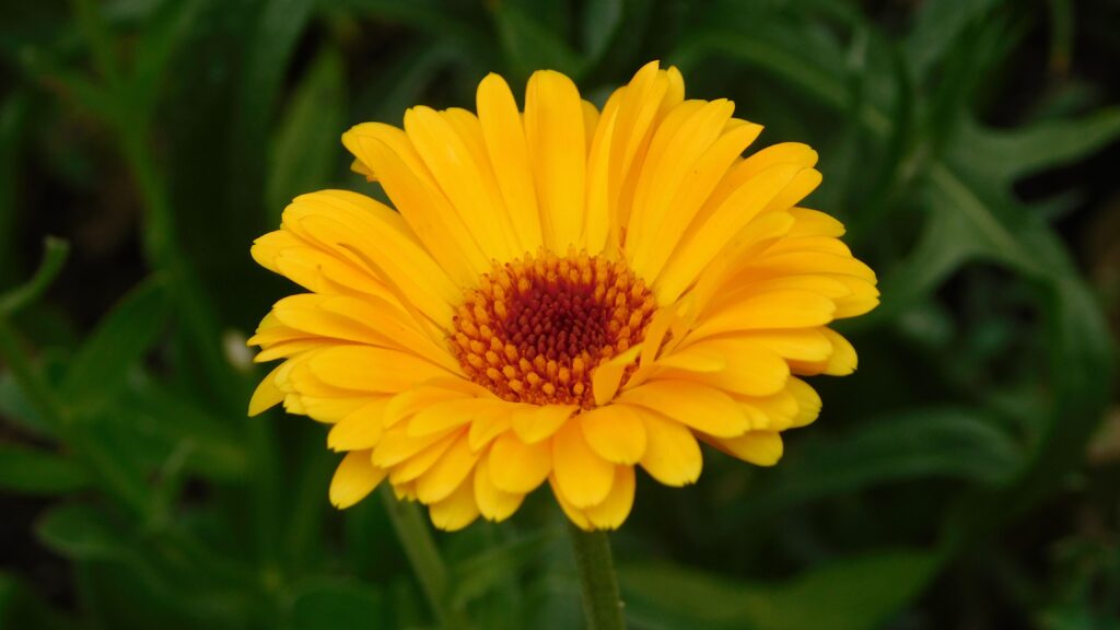 Calendula
