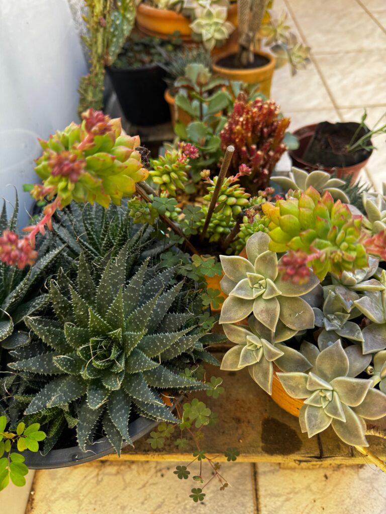 Succulents and Drought-Resistant