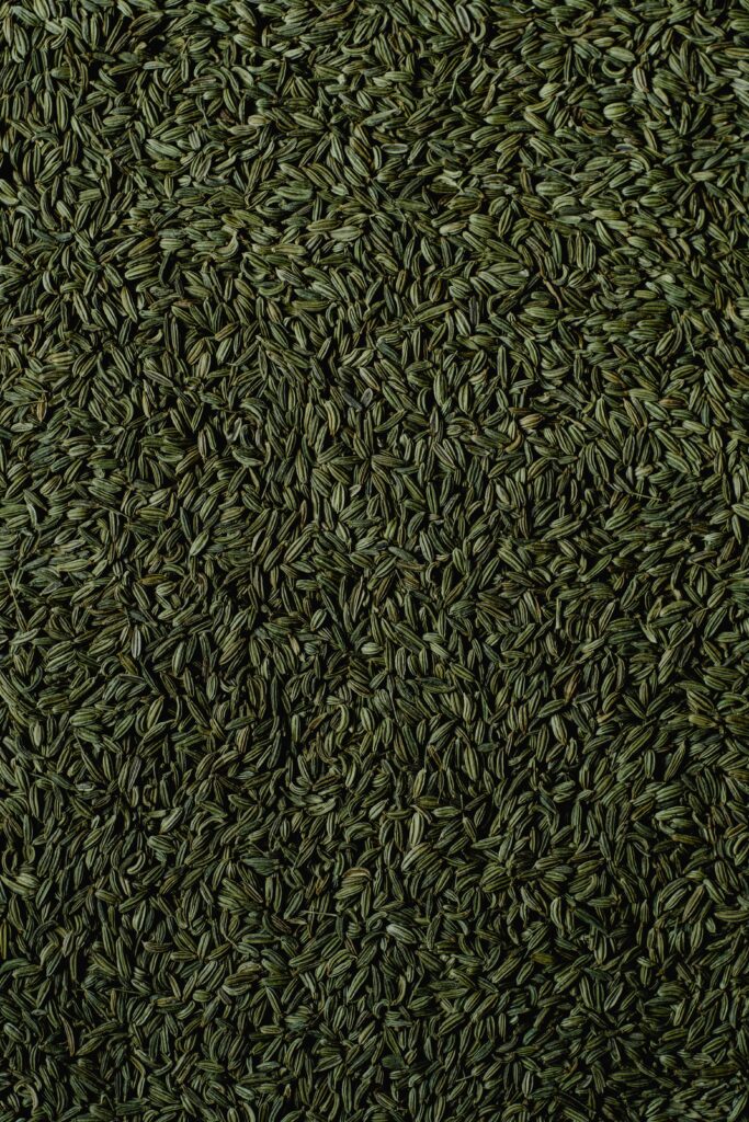 Fennel