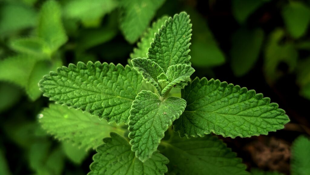 Catnip