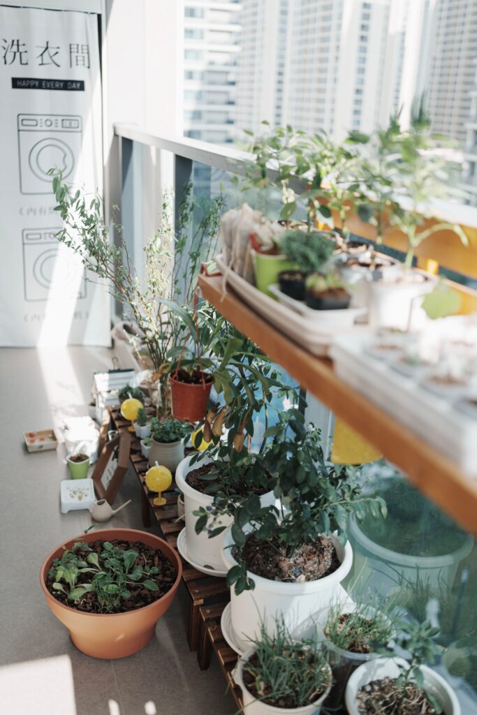 Herbs That Love Complete Sunlight