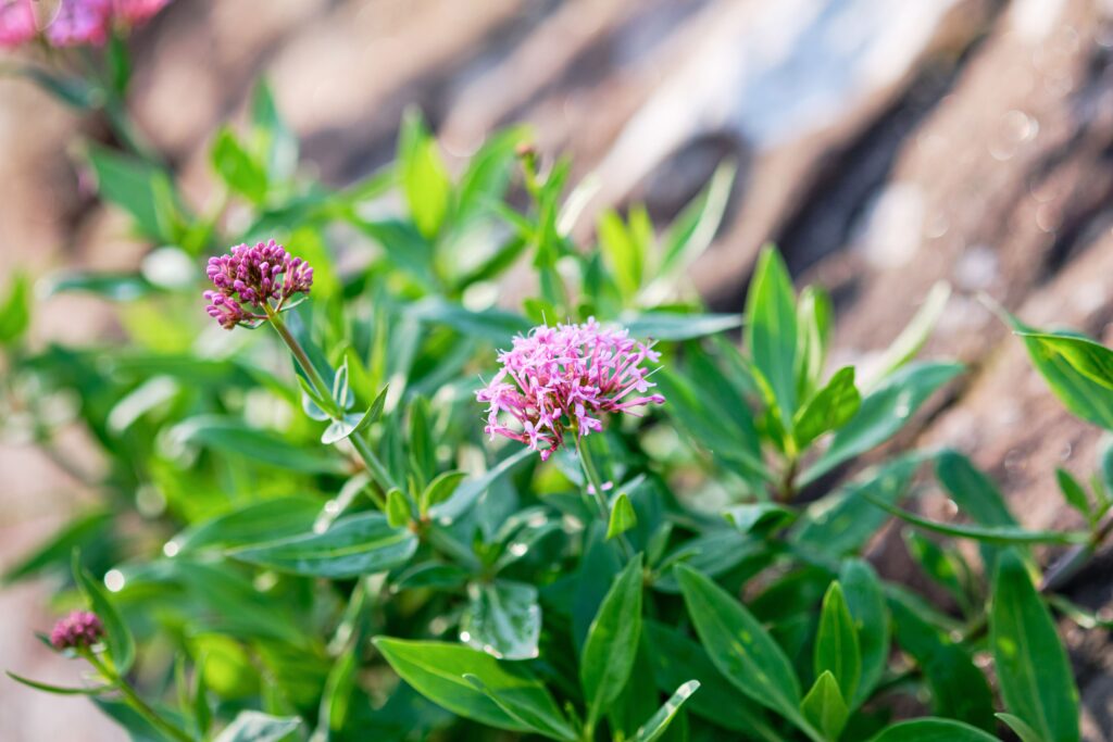 Valerian