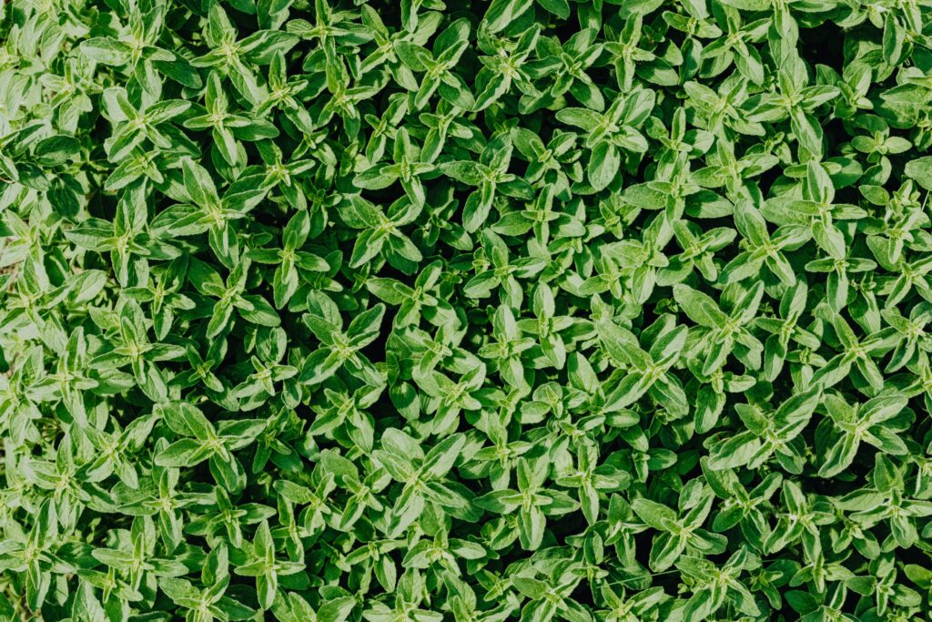 Thyme