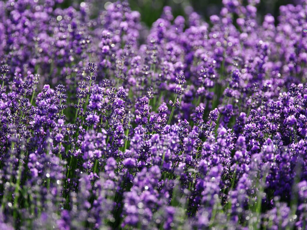 Lavender