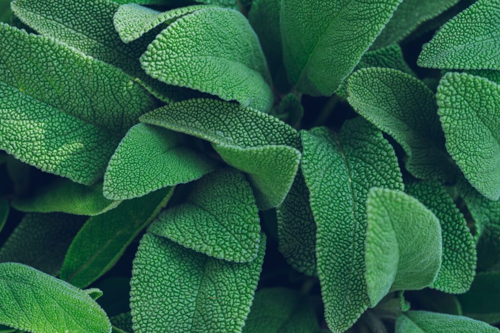 Sage