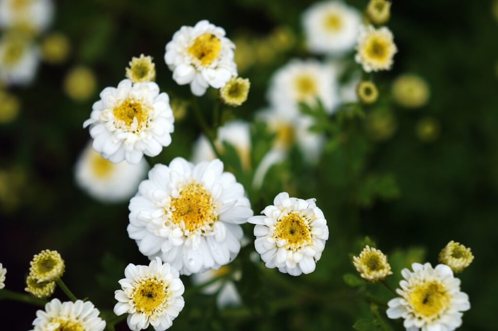 Feverfew