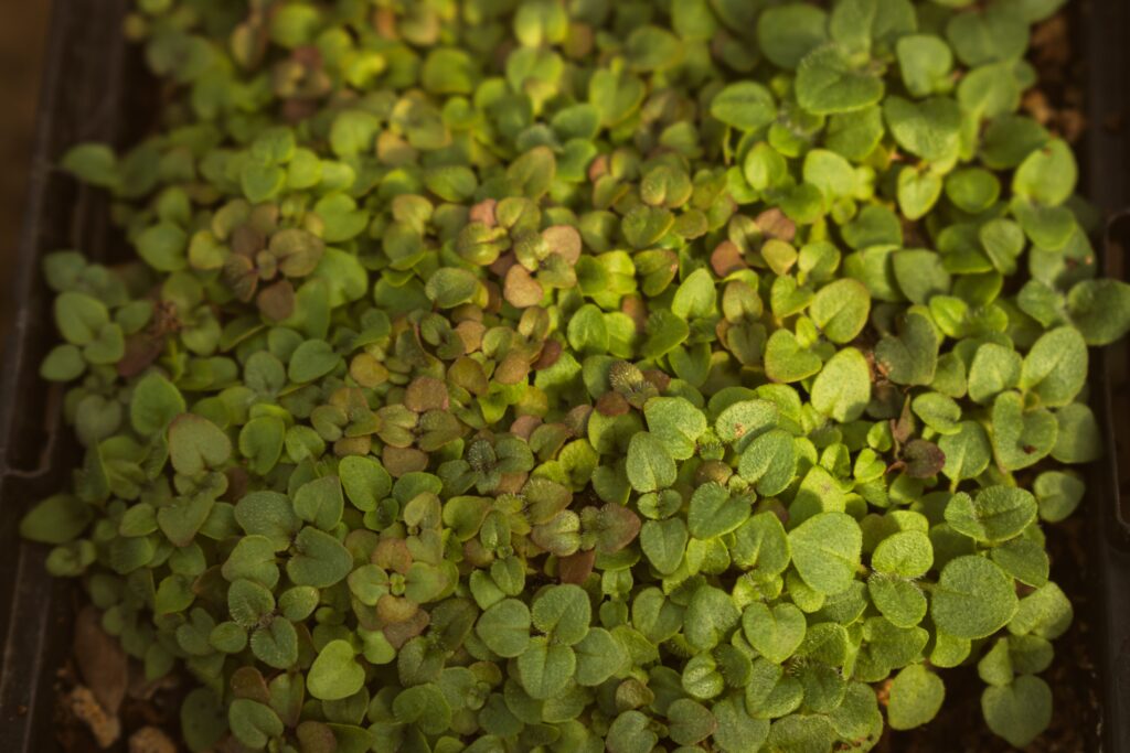 marjoram