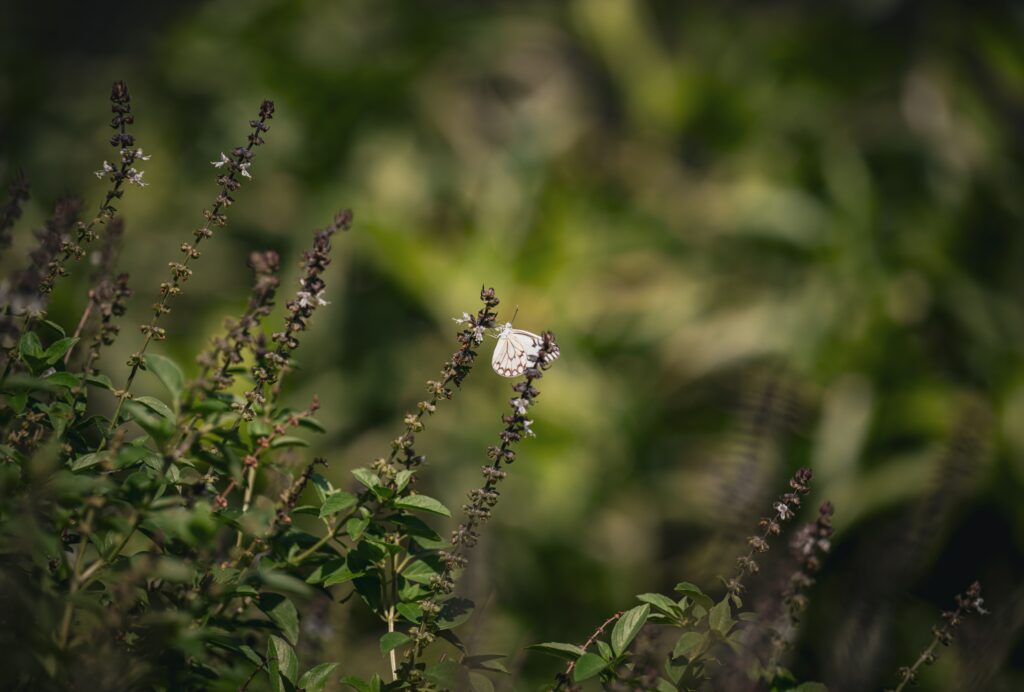 holy basil