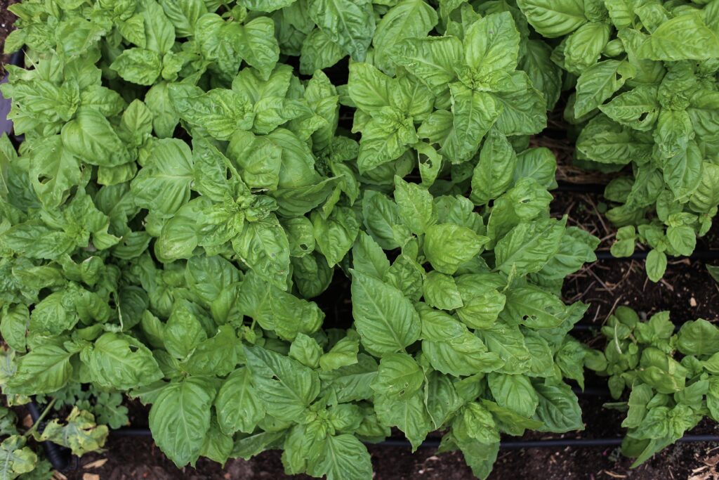 Basil