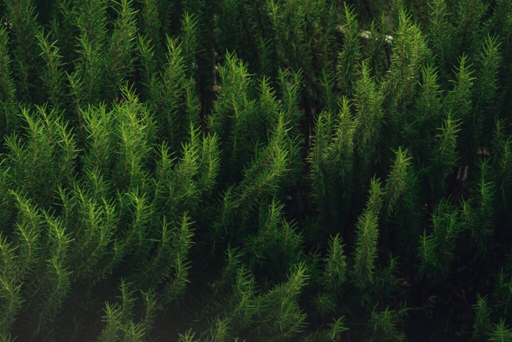 rosemary