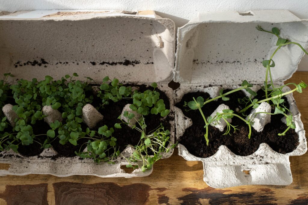 How to Successfully Grow Herbs Indoors
