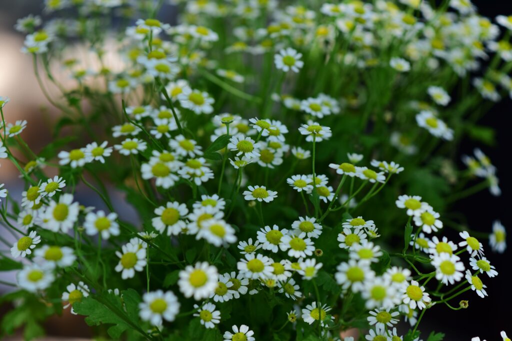 Chamomile