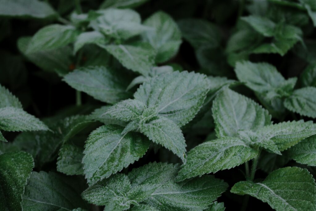 Lemon Balm