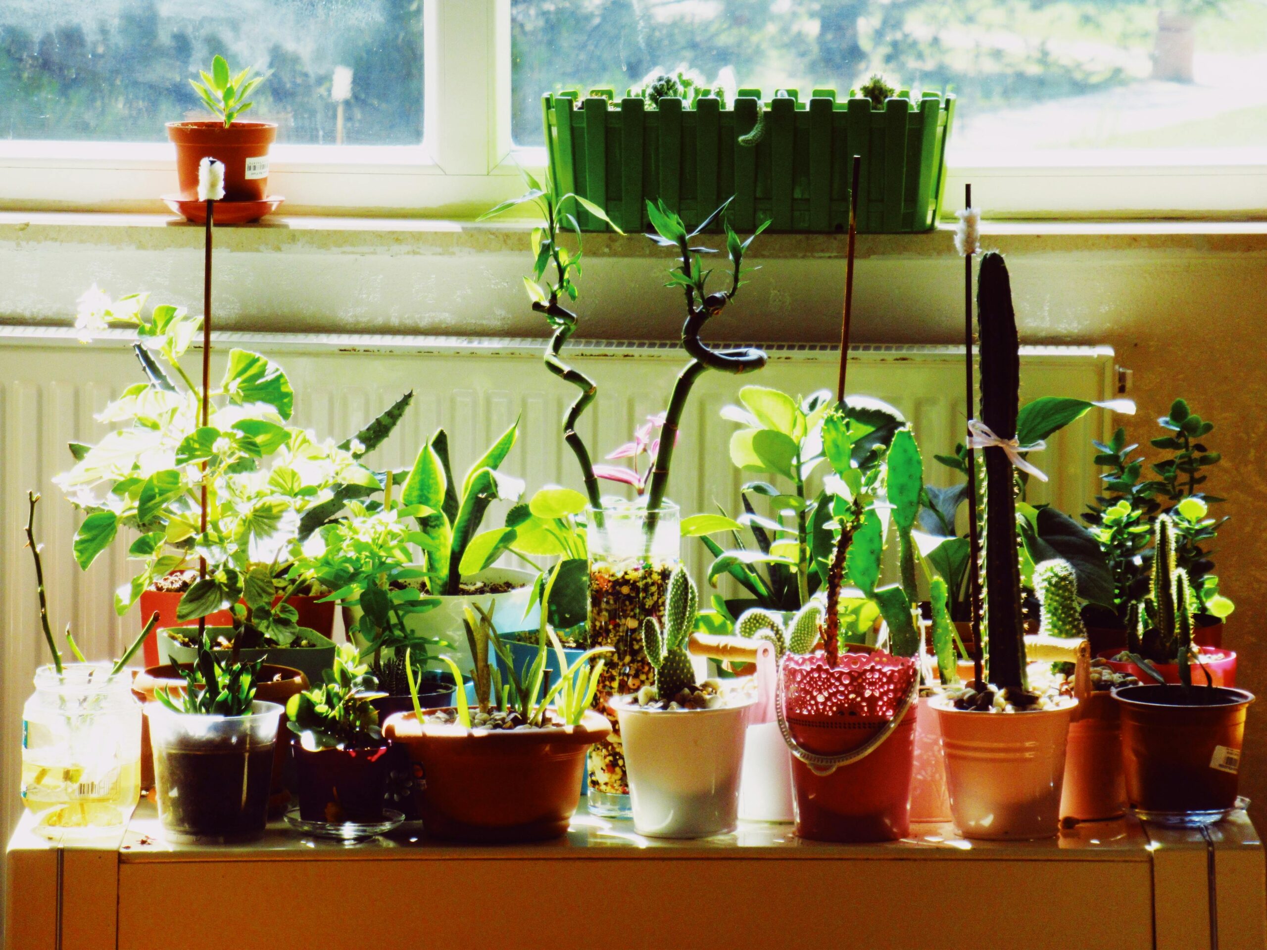Indoor Herbs & Plants