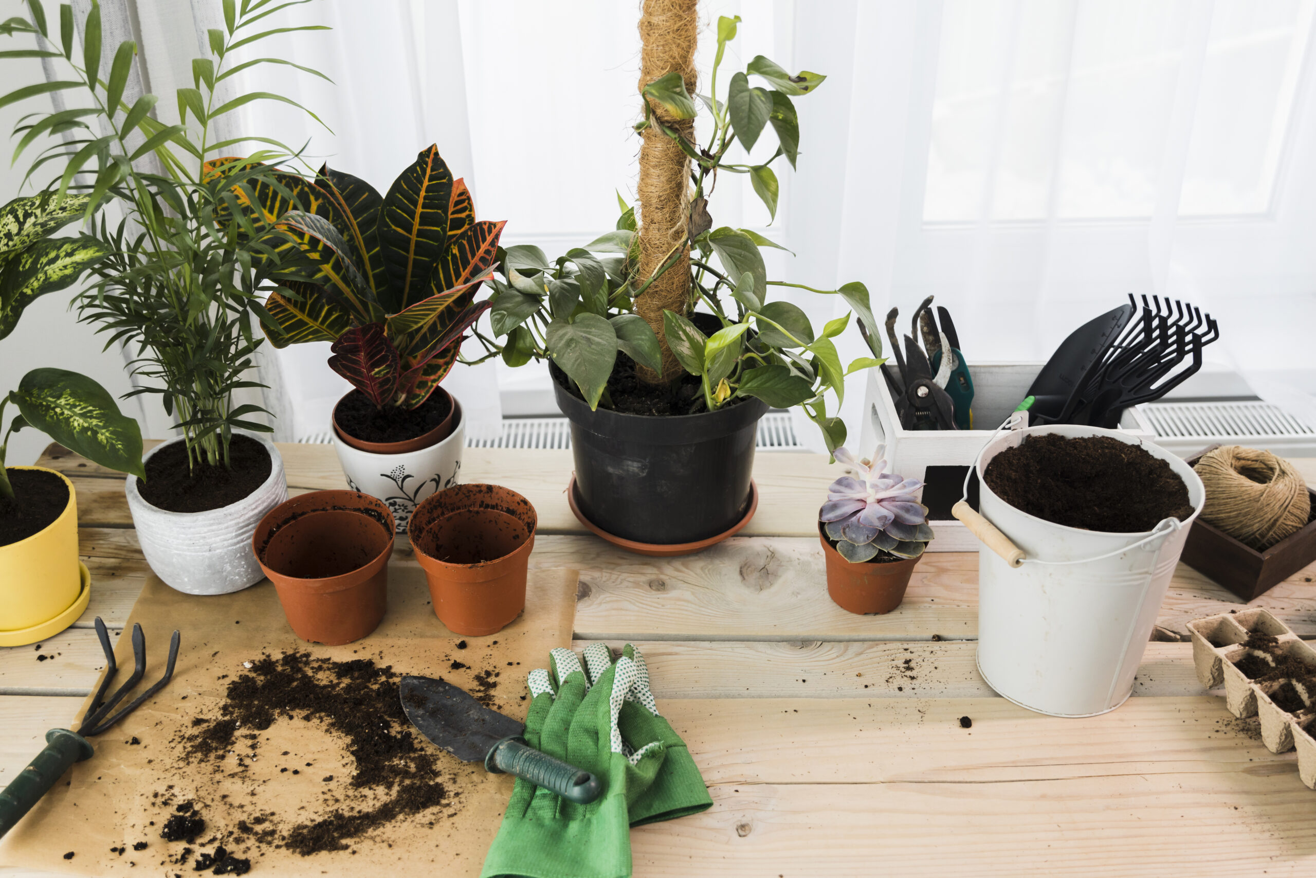 Indoor Plants Accessories