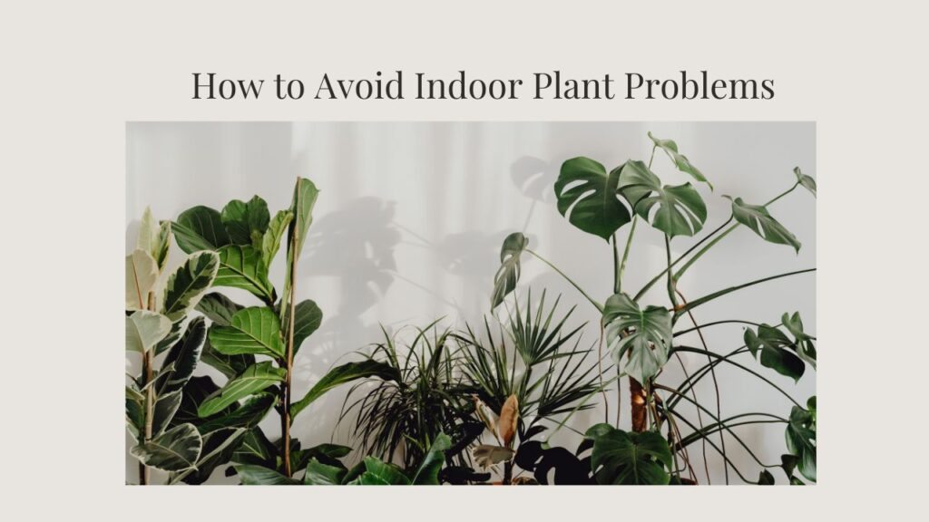 How to Avoid  Indoor Plant Problems
