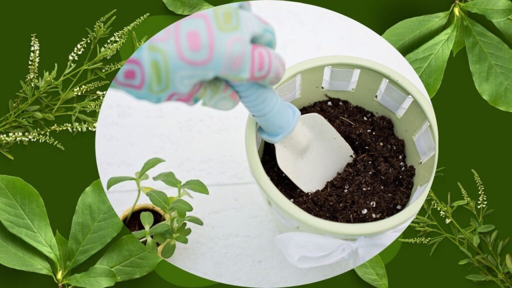 Tips for Beginners in Indoor Plant Care