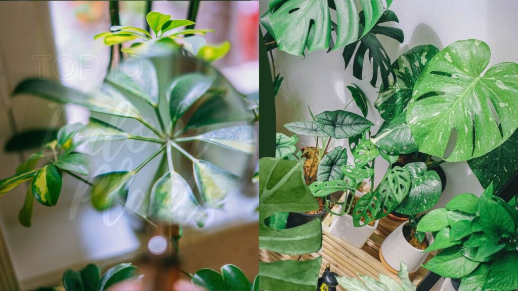 Common causes of indoor plant problems