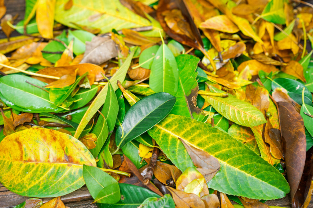 Too Much Leaf Drop