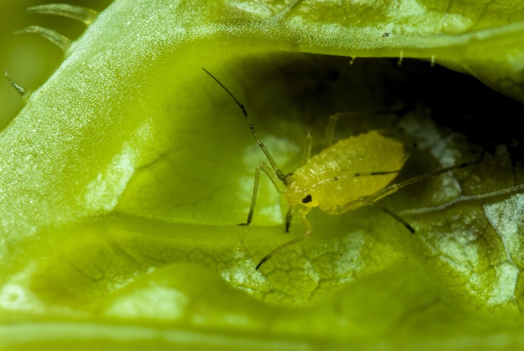 Fungal Gnats