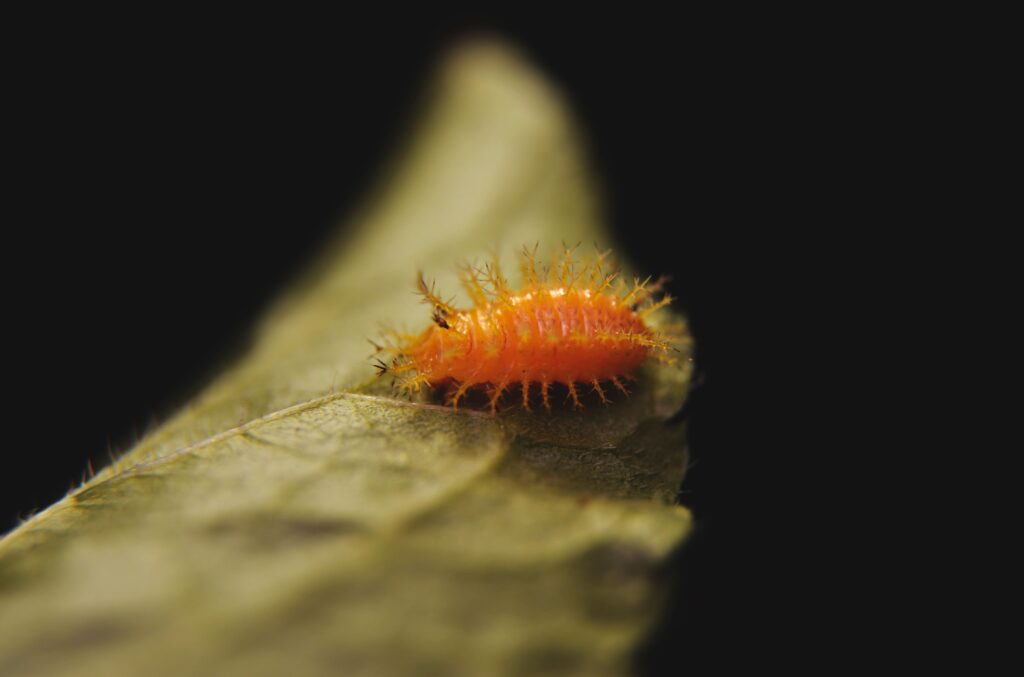 Insect Scale