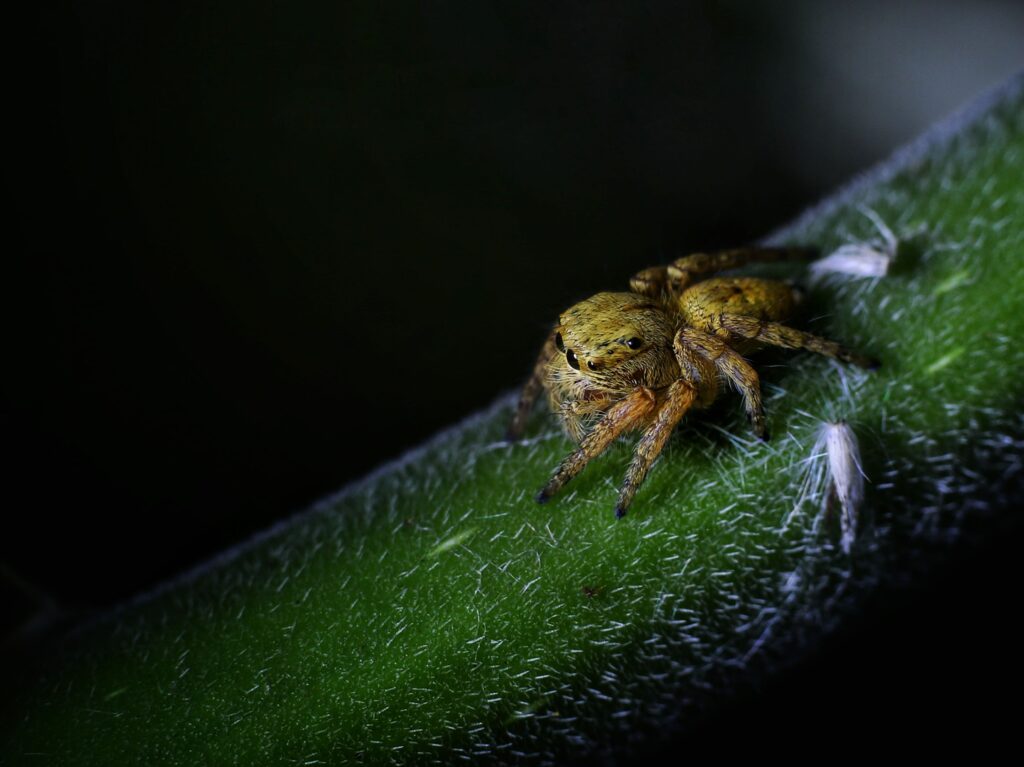 Spider Mites