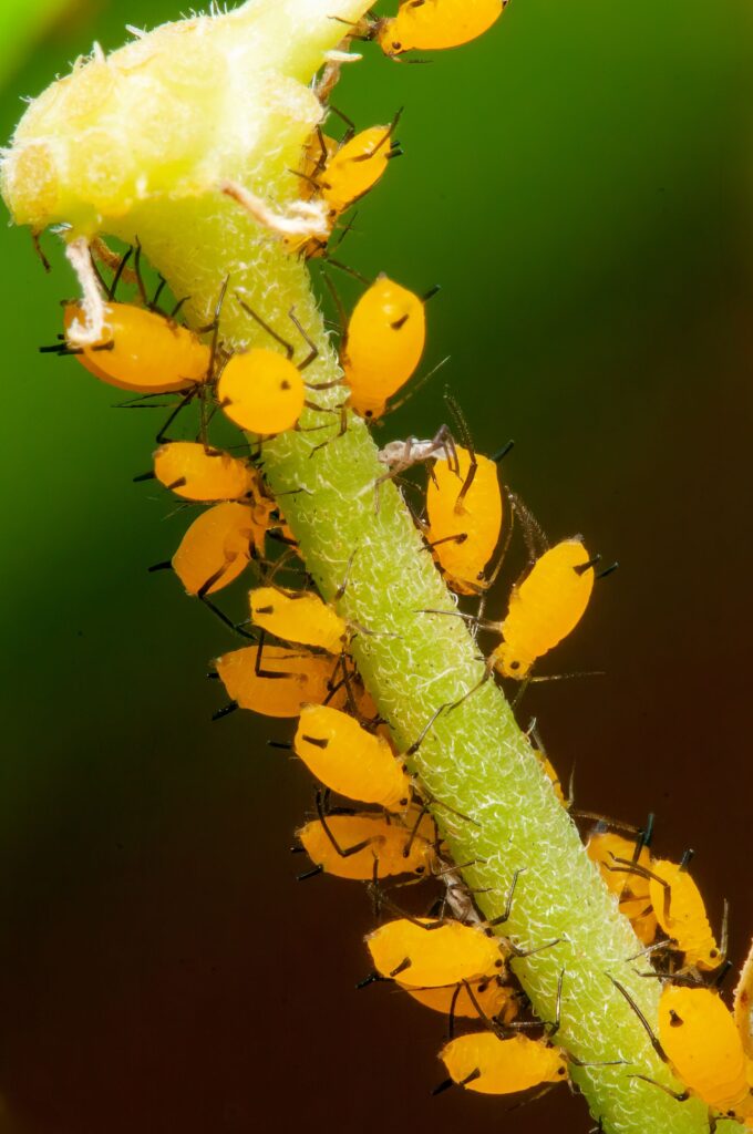 Aphids