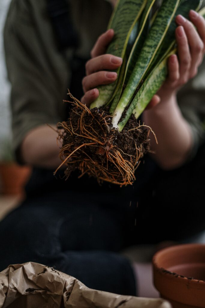 Rotting roots