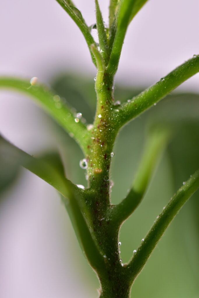 Mealybugs