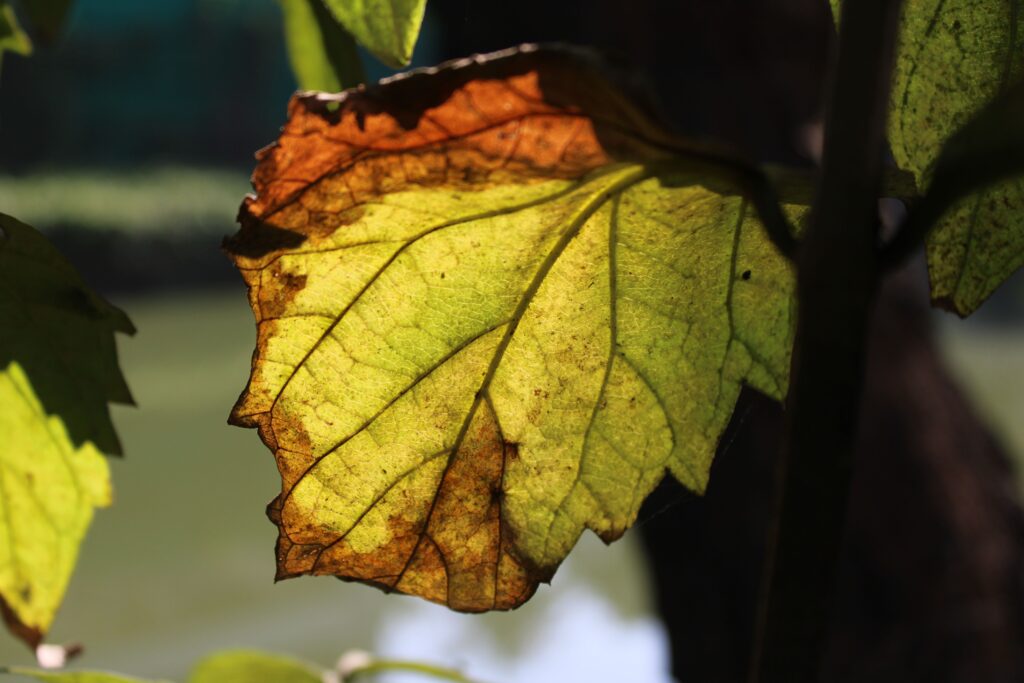 Leaves Burned by the Sun
