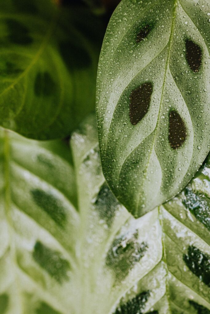 Spots on Leaves