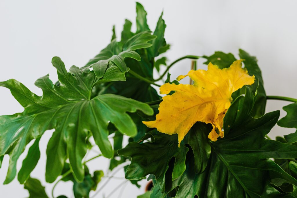Yellow leaves