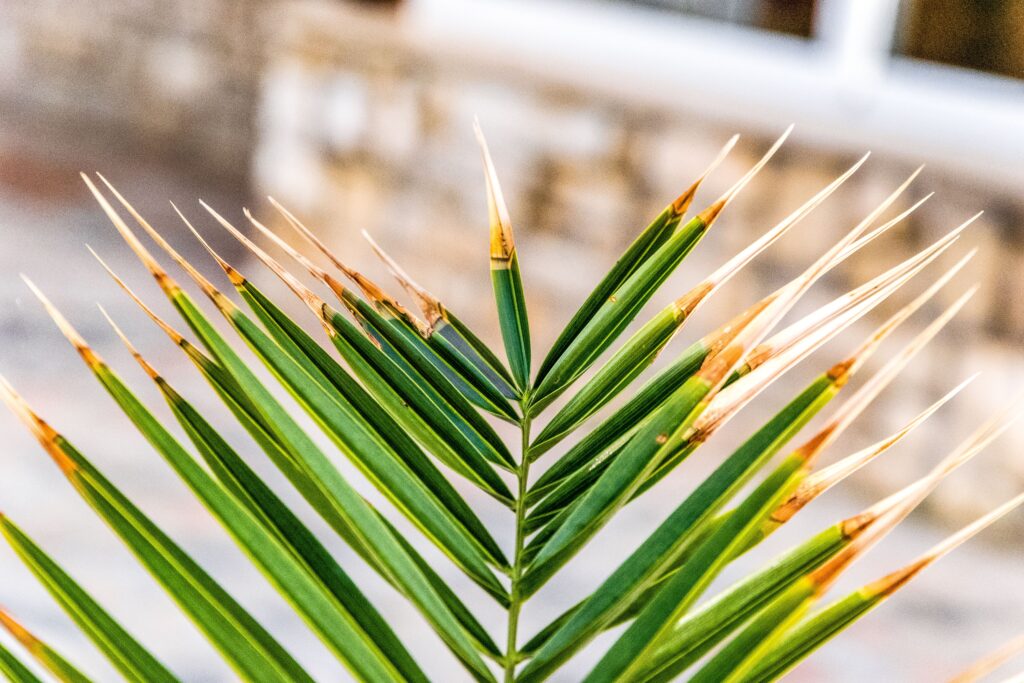 Brown Leaf Tips