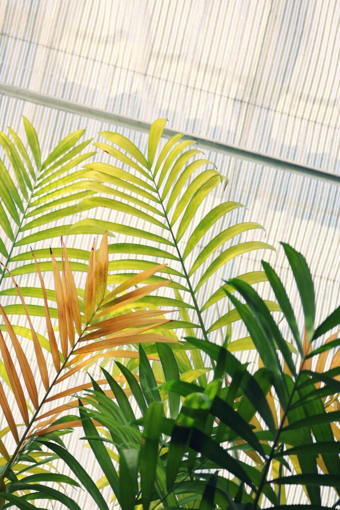 Indoor Plant Problems