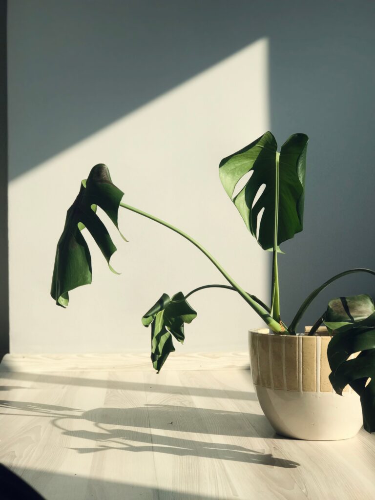 Wilting or drooping leaves