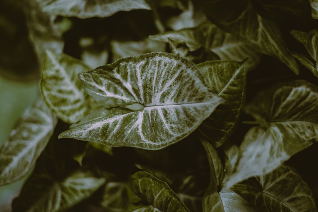 Curling Leaves