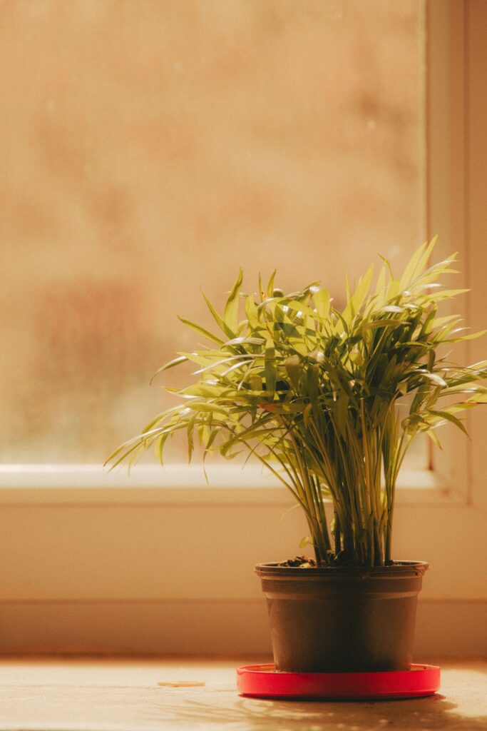 Less Watering