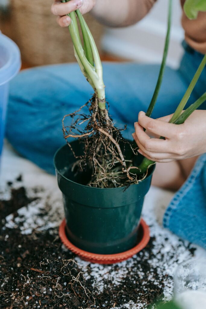 Plants Tied to Their Roots