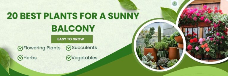 20 Best Plants for a Sunny Balcony (Easy to Grow)